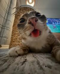 Placeholder img cat.jpg